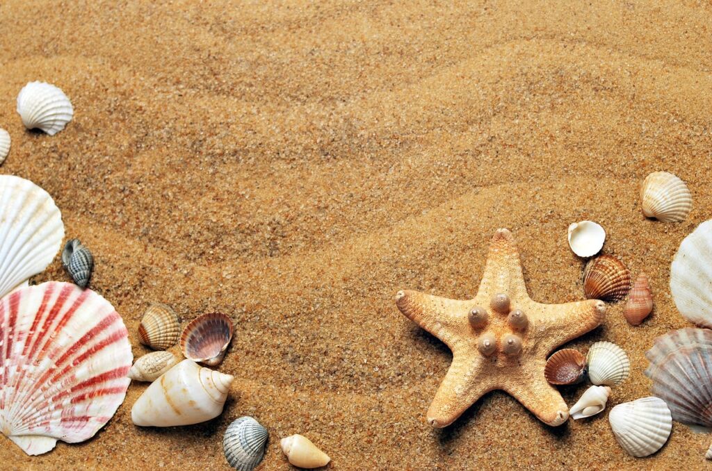 seashells, sand, cool backgrounds-1337565.jpg