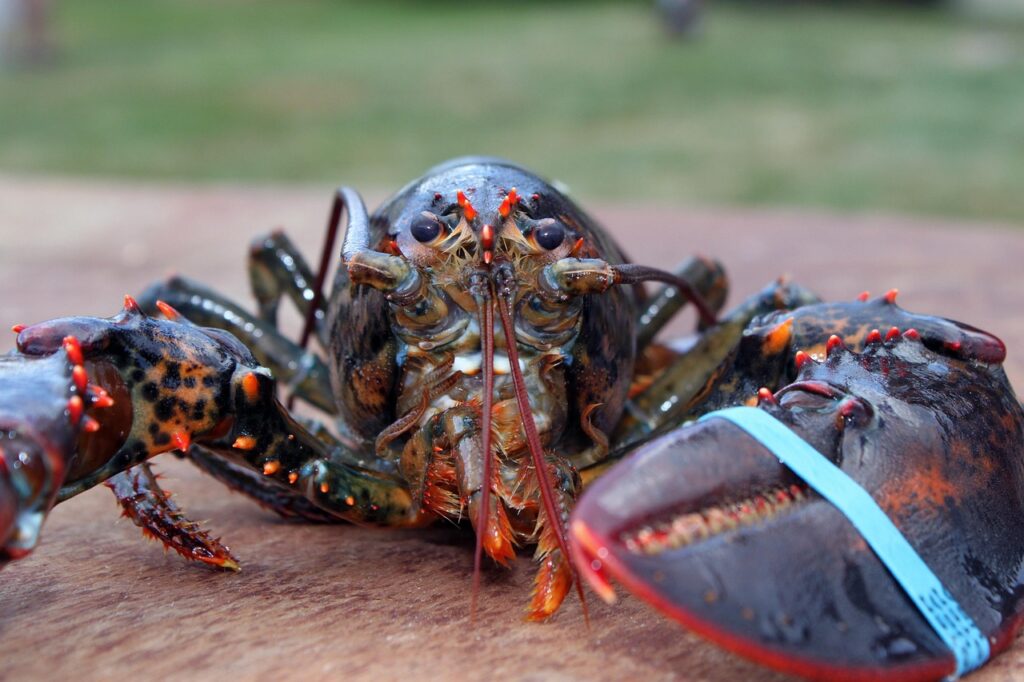 lobster, maine, crustacaen, seafood, shellfish, lobster, lobster, lobster, lobster, lobster